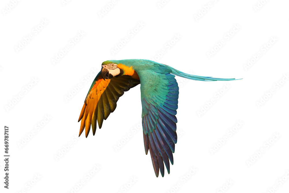 Fototapeta premium Colorful flying parrot isolated on transparent background png file