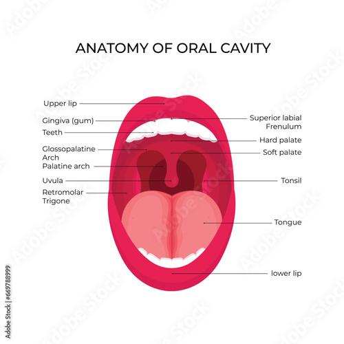 Anatomical structure design illustration of human oral cavity