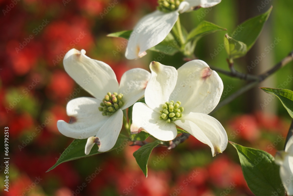 Fototapeta premium ハナミズキ