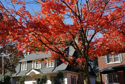 Residential street with maple tree in vivid red color in fall