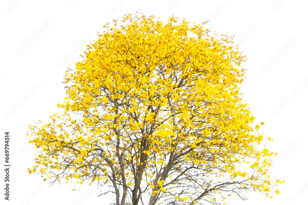 Beautiful Yellow Flowers Tree Blooming Isolated On White Background.