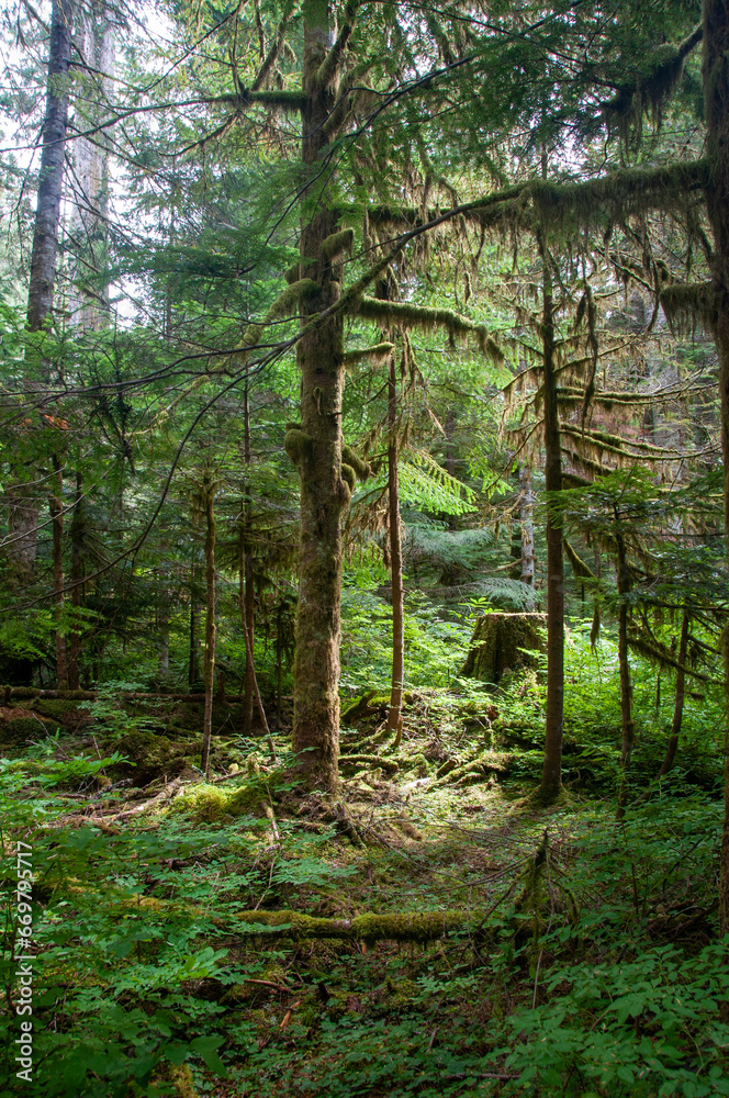 Fototapeta premium path in the forest
