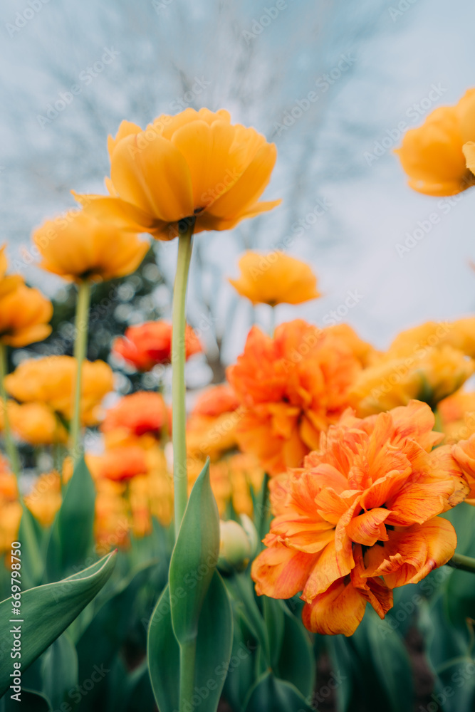Fototapeta premium Orange flowers in the sky