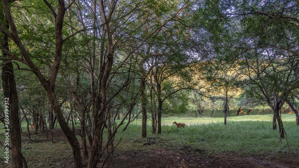 Wild Nilgai antelopes Boselaphus tragocamelus graze on the green grass in a sunlit forest clearing. The blue sky is visible through the spreading branches of trees. India. Ranthambore National Park. Wild Nilgai antelopes Boselaphus tragocamelus graze on the green grass in a sunlit forest clearing. The blue sky is visible through the spreading branches of trees. India. Ranthambore National Park.
