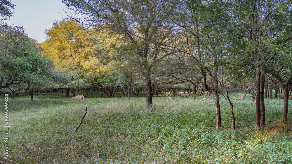 Wild Nilgai antelopes and axis spotted deer with long horns graze in the jungle in a clearing among green grass. Blue sky. The trees are illuminated by the sun. India. Ranthambore National Park. Wild Nilgai antelopes and axis spotted deer with long horns graze in the jungle in a clearing among green grass. Blue sky. The trees are illuminated by the sun. India. Ranthambore National Park.