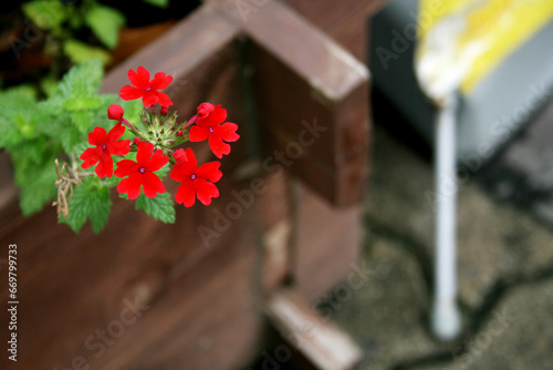 정원 나무 화분에 핀 빨간 꽃