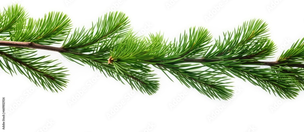 Fir tree branch detail