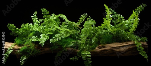 Asplenium trichomanes a type of fern photo