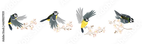 Titmouse Bird with Blooming Tree Branch Vector Set © Happypictures