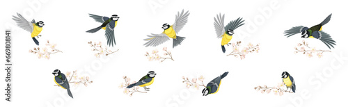 Titmouse Bird with Blooming Tree Branch Vector Set © Happypictures