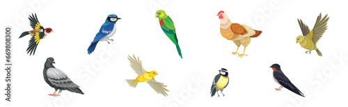 Different Birds and Aves with Feathers and Beak Vector Set