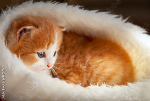 Ginger Kitten in santa hat on Christmas background and fur tree