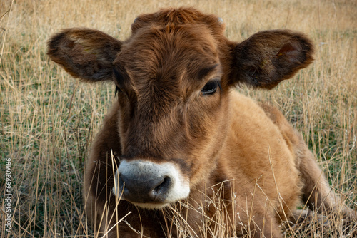 calf lies against the nature background