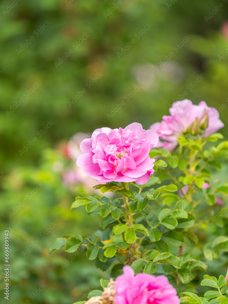 Obraz premium Blooming rosehip flower, beautiful pink flower on a bush branch. Beautiful natural background of blooming greenery.
