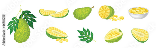 Ripe Green Jackfruit with Seed Coat and Fibrous Core Vector Set
