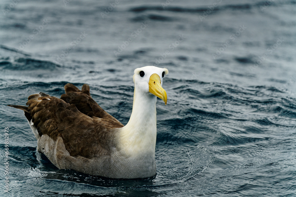 A Waved Albatross off the coast of Española Island, Galápagos Islands, Ecuador. A Waved Albatross off the coast of Española Island, Galápagos Islands, Ecuador.