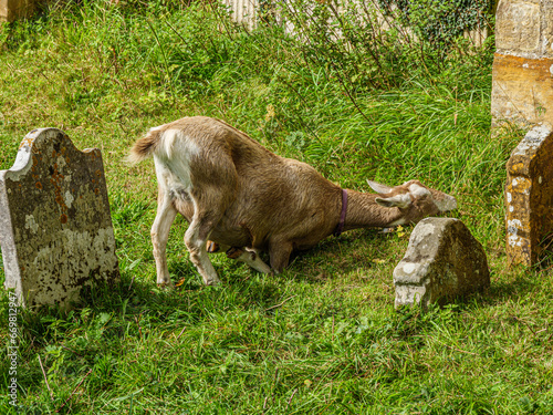 Goat On Knees © david hutchinson