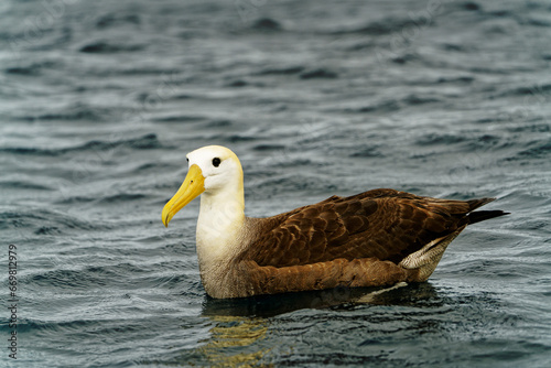 A Waved Albatross off the coast of Española Island, Galápagos Islands, Ecuador. © Gary