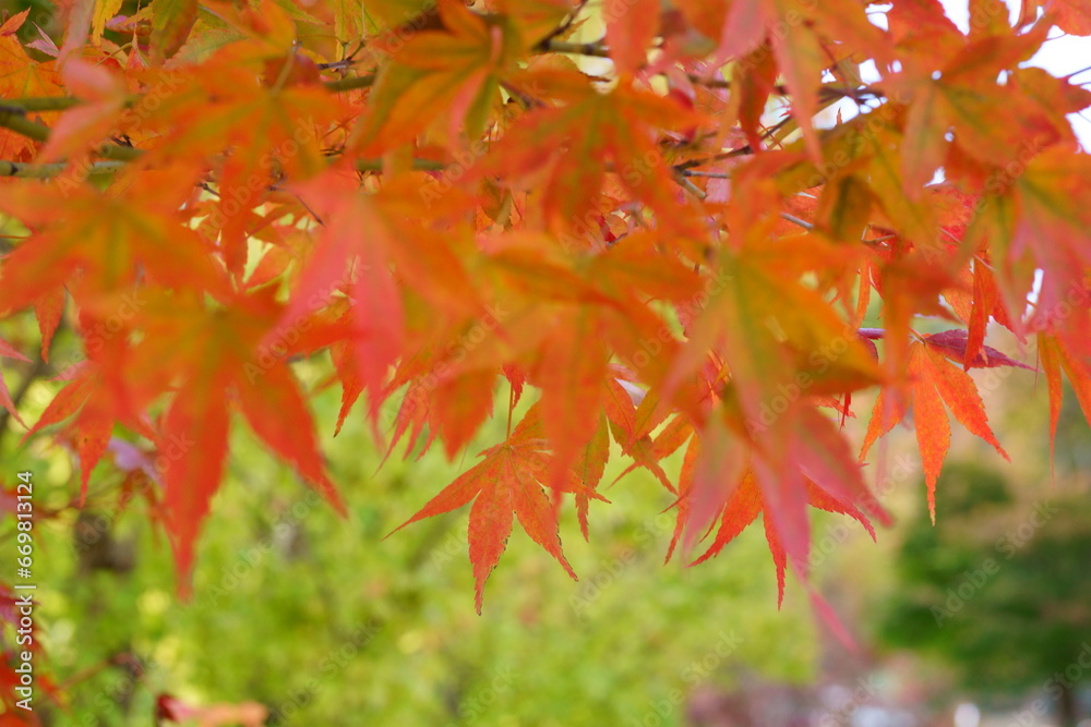 The autumn leaves during this season are beautiful. The autumn leaves during this season are beautiful.