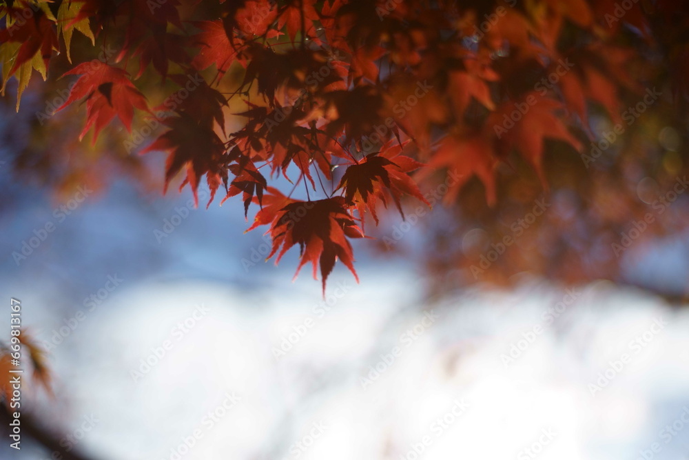 The autumn leaves during this season are beautiful. The autumn leaves during this season are beautiful.