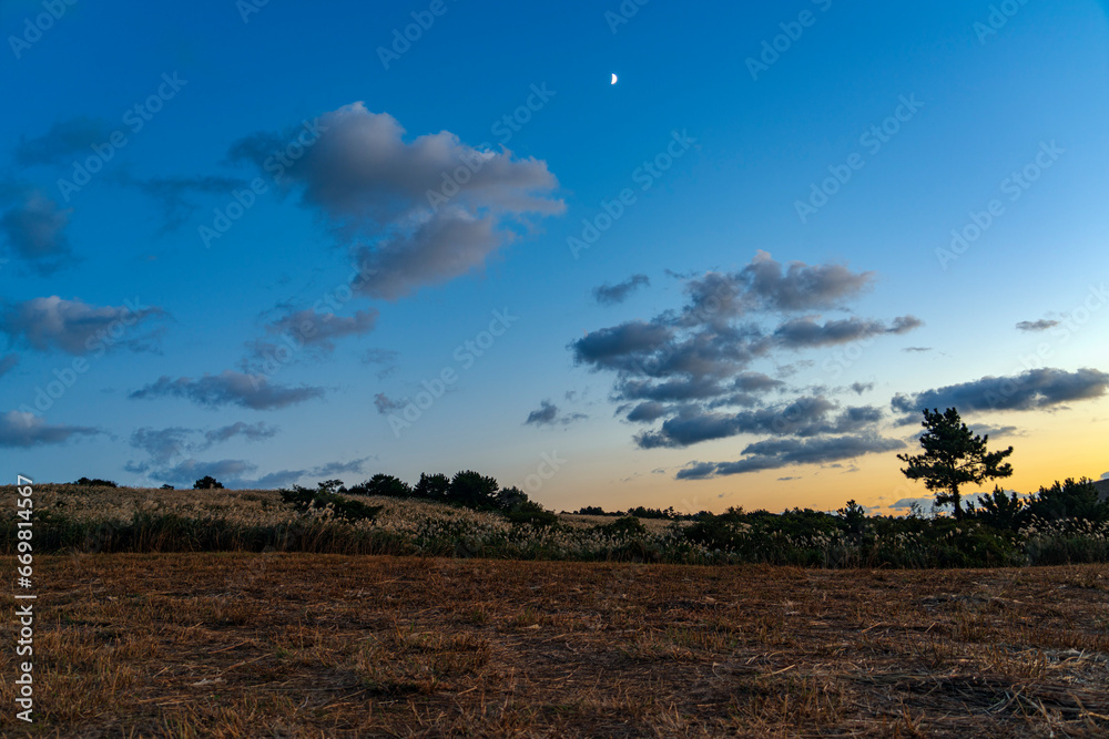 Obraz premium 억새풀 평원,의 저녁 노을- 제주도, 대한민국