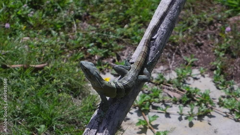 Small banded green lizard poses on tree branch in Honduras forest Small banded green lizard poses on tree branch in Honduras forest