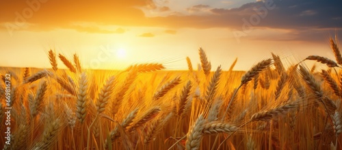 Sunset casts weak light on a wheat field illuminating some ears