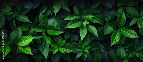Background of green leaves © AkuAku