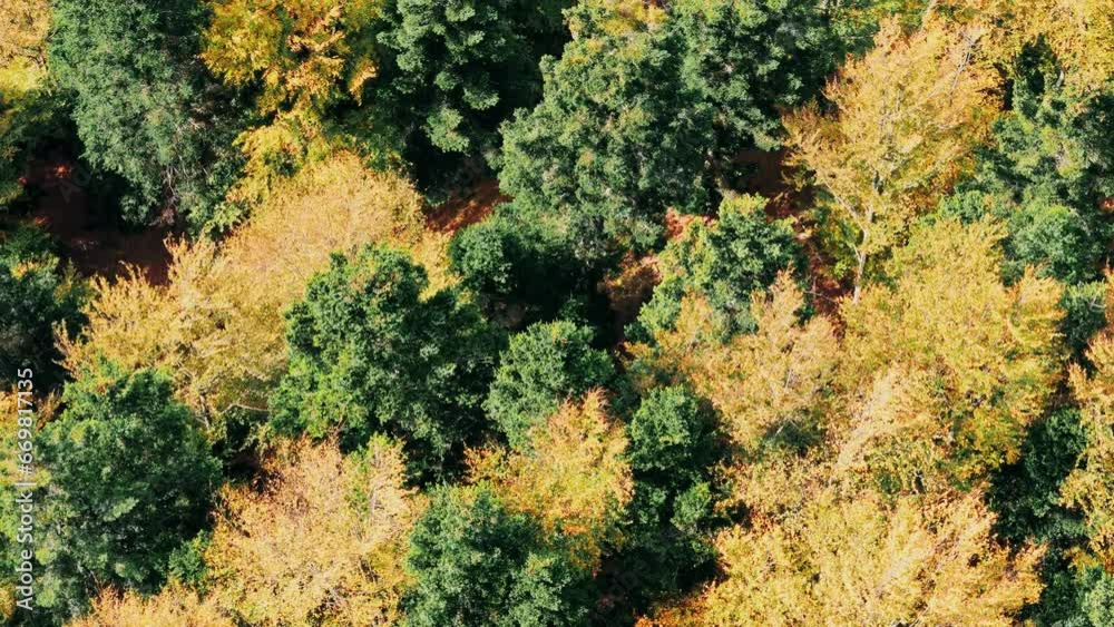 Aerial zoomed in top down view over beautiful automnal mountain forest, slow fly, 4K