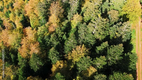 Wallpaper Mural Aerial tilt down view over beautiful automnal mountain forest, slow fly, 4K Torontodigital.ca
