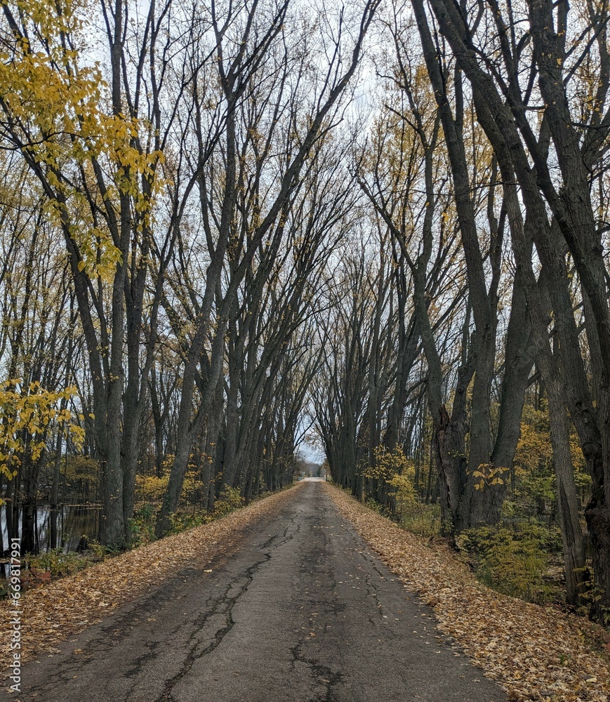road in autumn forest