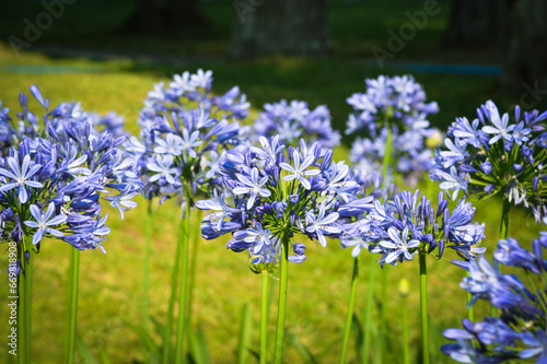 Close-up View Of Beautiful Garden With Long-stemmed Blooming Purple Flowers Of Agapanthus Praecox Plants In The Morning