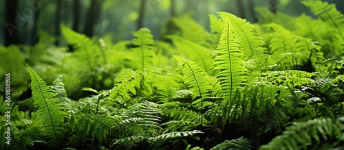 Asplenium scolopendrium ferns grow in the wild forest photo