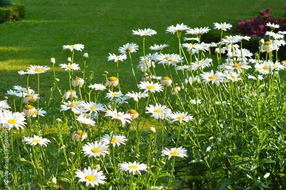 Natural Freshness Of Plants With White Blooming Flowers Of Leucanthemum maximum Plants Amidst Green Grass In The Garden Park