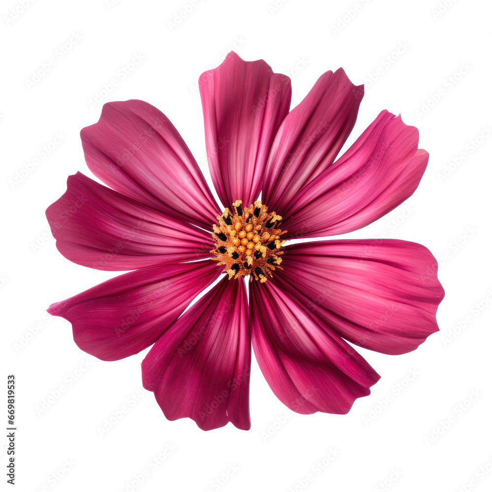 burgundy cosmos isolated on transparent background,transparency 