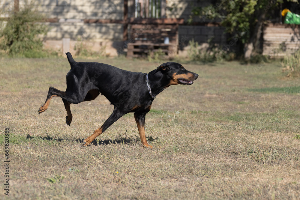 Doberman Pinscher outdoors at park. beautiful female dobie outside at sunset. Small crop ears with chain. Black and rust, tan dog outside. purebred dog portrait Doberman Pinscher outdoors at park. beautiful female dobie outside at sunset. Small crop ears with chain. Black and rust, tan dog outside. purebred dog portrait