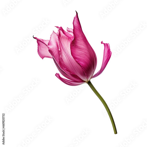 Dried pink tulip isolated on transparent background,transparency 