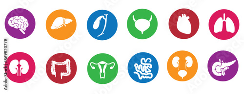 Human internal organs. Vector sketch isolated illustration. Hand drawn doodle anatomy symbols set.Reproductive system, lungs,liver,intestine,stomach,pancreas,kidney,uterus,intestine,galbladder	