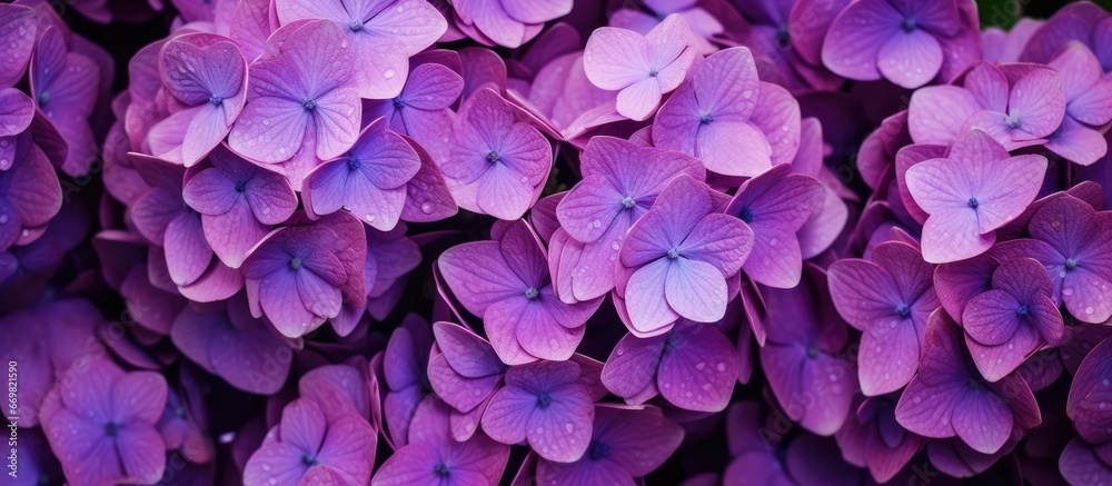 Purple hydrangea flowers close up - obrazy, fototapety, plakaty 