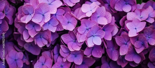 Purple hydrangea flowers close up photo