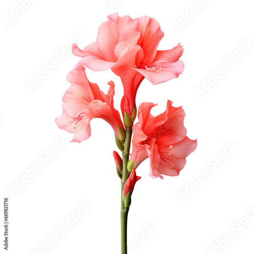 Pink gladiolus flower blossom isolated on transparent background,transparency 