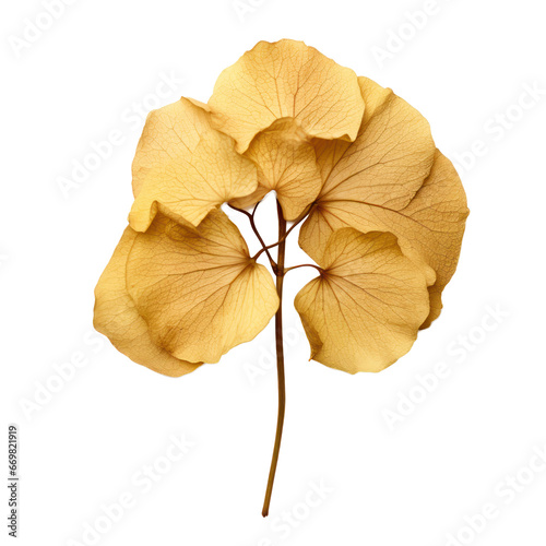 dried yellow hydrengea isolated on transparent background,transparency  photo