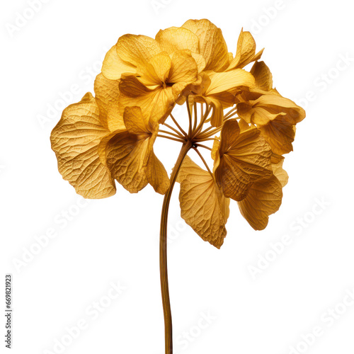 dried yellow hydrengea isolated on transparent background,transparency  photo