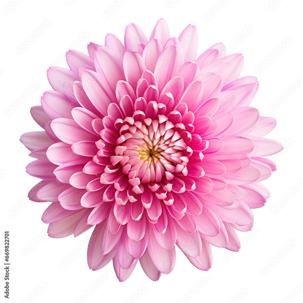 pink chrysanthemum isolated on transparent background,transparency 