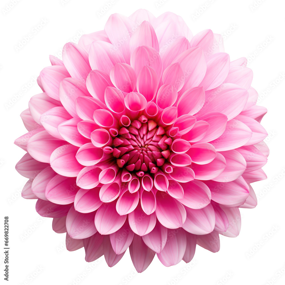 Pink dahlia isolated on transparent background,transparency 