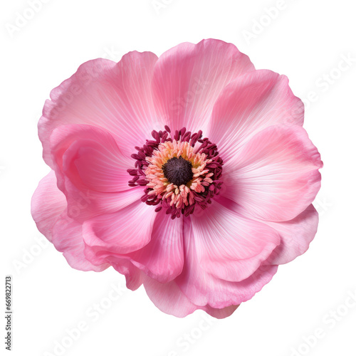 Pink anemone flower blossom isolated on transparent background,transparency 