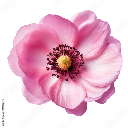 Pink anemone flower blossom isolated on transparent background,transparency 