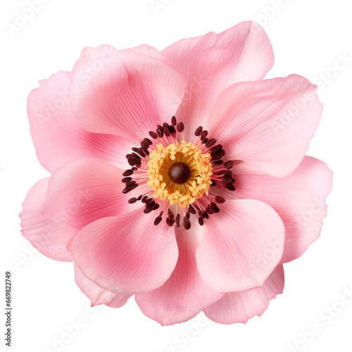 Pink anemone flower blossom isolated on transparent background,transparency 