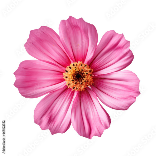 Pink cosmos blossom flower isolated on transparent background transparency 