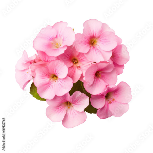 Pink primrose isolated on transparent background,transparency 